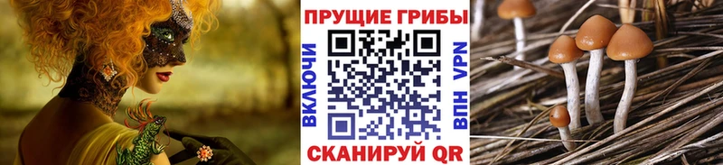 что такое   Лобня  Галлюциногенные грибы Magic Shrooms 